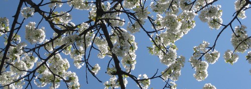 Kirschblüten