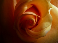 gelbe Rose