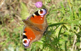 Tagpfauenauge